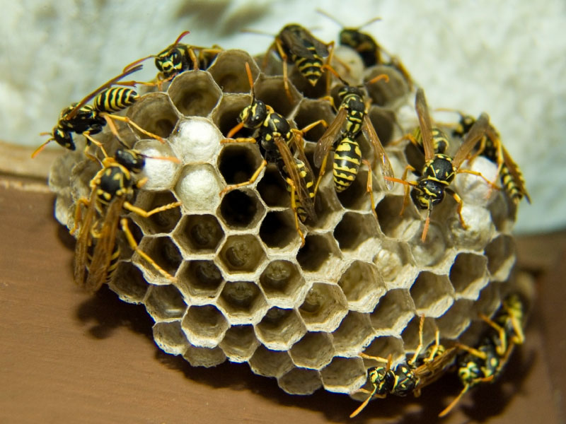 Paper-Wasps.jpg